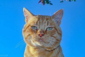 猫咪一天到底吃几顿?猫咪喜欢吃什么东西?(图4)