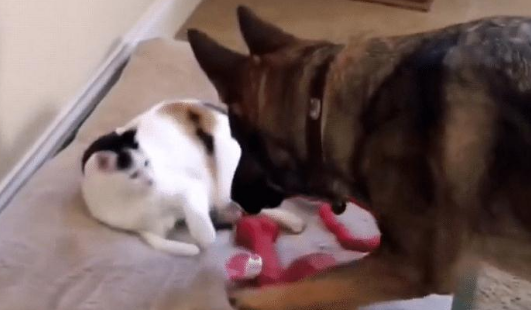 流浪猫被领养,第二天就抢了德牧的床,狗子“出场”很霸气(图1)