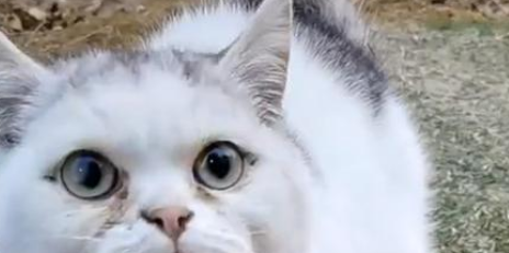 因先天缺陷,只会揣手的猫,被弃养后,挽留人类的样子让人心疼(图2)