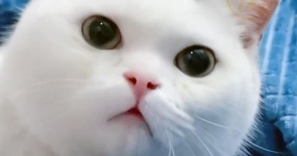 因先天缺陷,只会揣手的猫,被弃养后,挽留人类的样子让人心疼(图3)