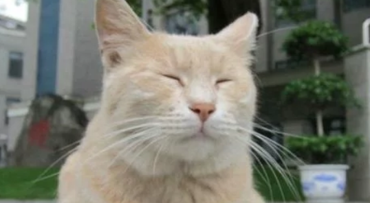 橘猫突然发疯,每晚将主人从睡梦中打醒,几天后知道猫咪的用意(图1)