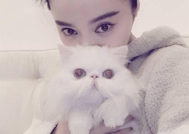 “猫中王妃”波斯猫,为什么这么多人喜欢它?原来优点那么多(图5)