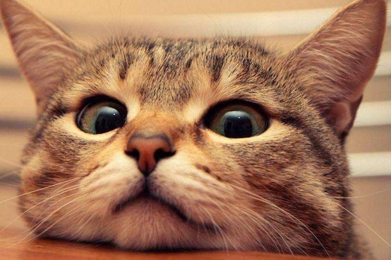 母猫产后如何护理的知识点,别草率了事,这几件事需要悉心做好!(图2)