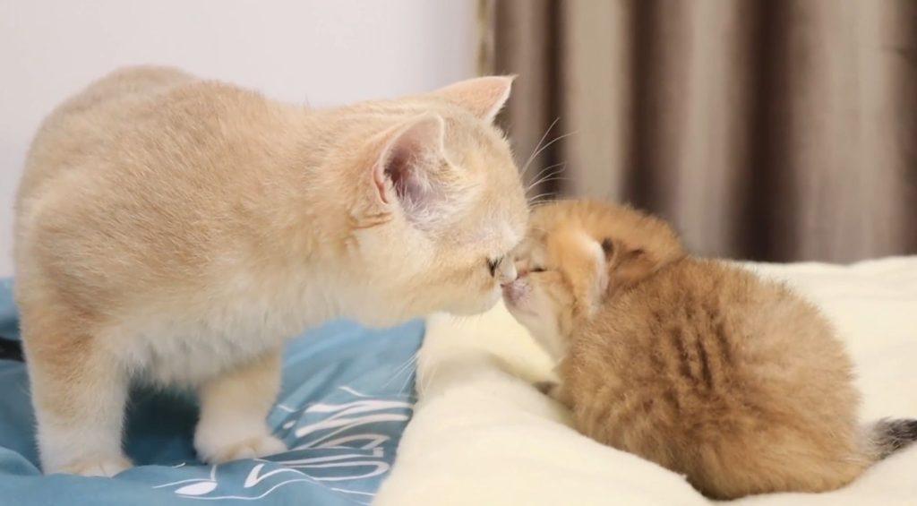 母猫产后如何护理的知识点,别草率了事,这几件事需要悉心做好!(图3)