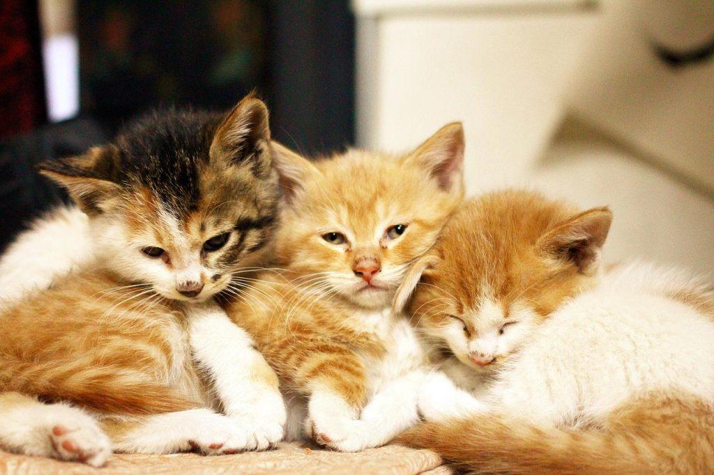 母猫产后如何护理的知识点,别草率了事,这几件事需要悉心做好!(图4)