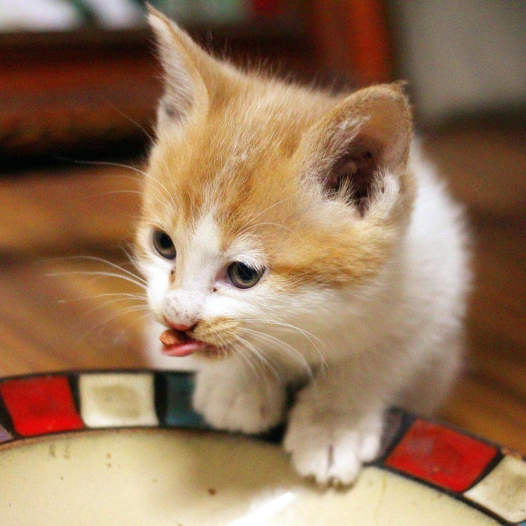 母猫产后如何护理的知识点,别草率了事,这几件事需要悉心做好!(图6)