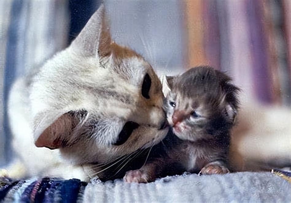 母猫产后如何护理的知识点,别草率了事,这几件事需要悉心做好!(图7)