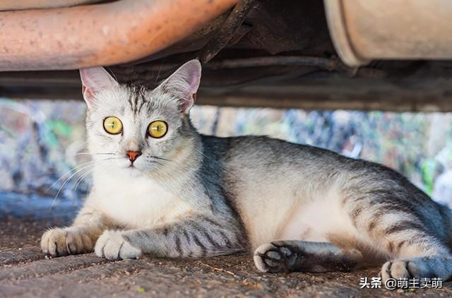小猫一直叫是什么原因,是受伤了?生病了?通常是这7种情况引起(图5)