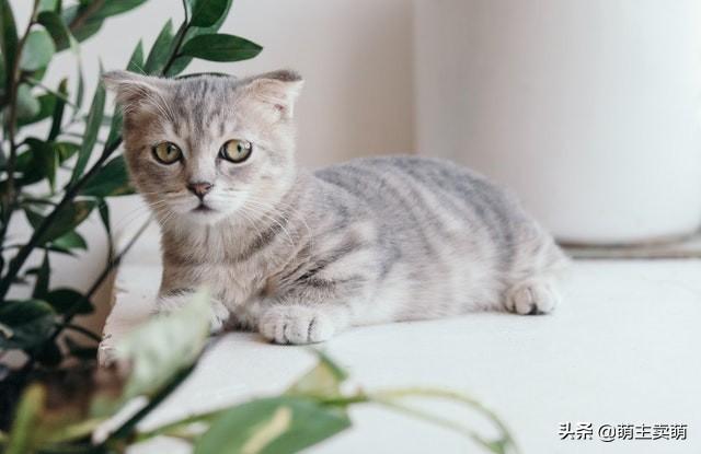 小猫一直叫是什么原因,是受伤了?生病了?通常是这7种情况引起(图3)