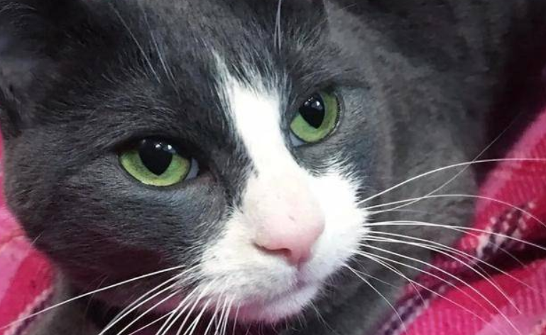 流浪猫生性胆小,却被骑单车的女孩吸引(图1)