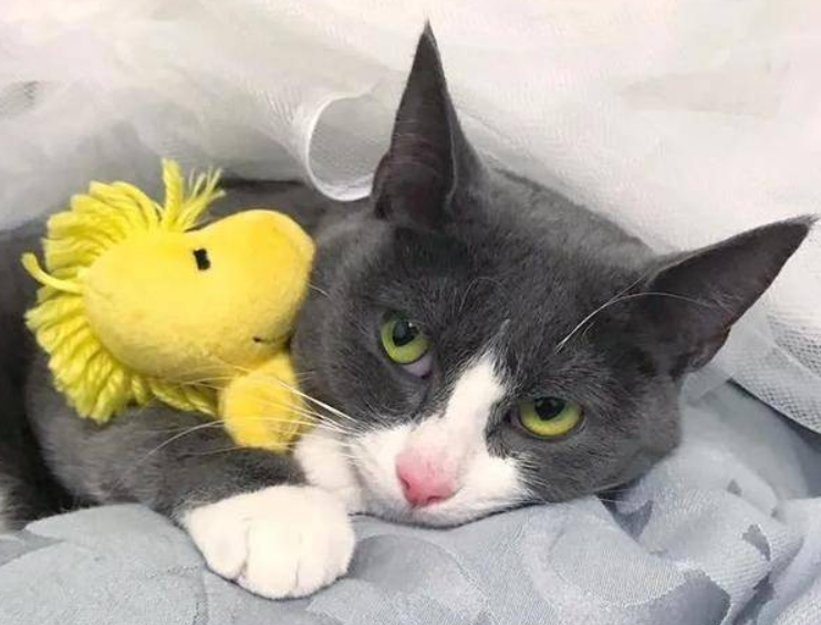 流浪猫生性胆小,却被骑单车的女孩吸引(图2)