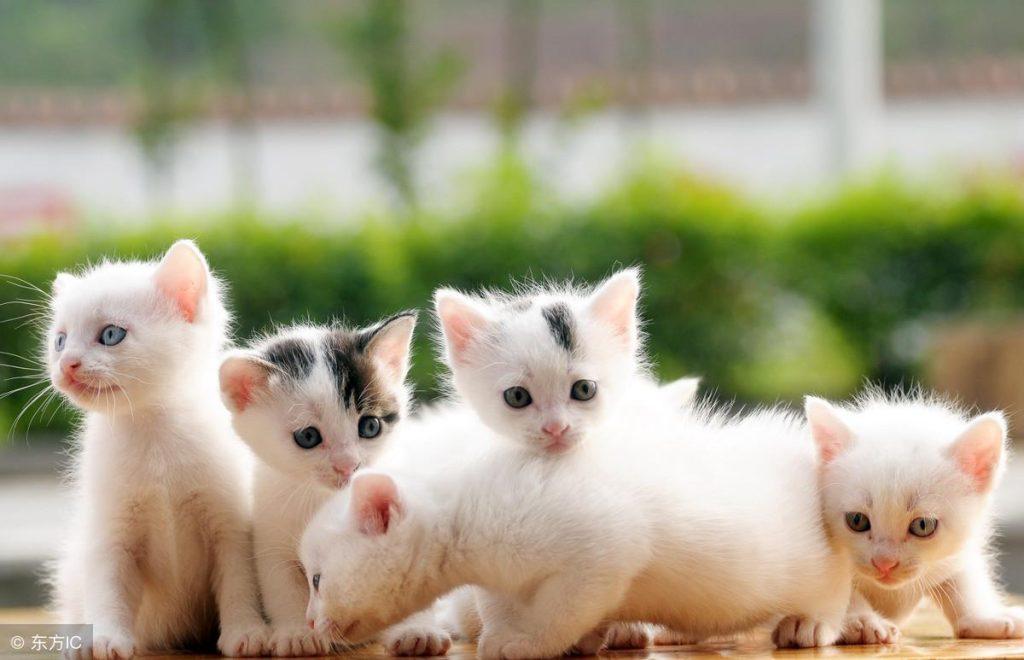 猫咪生孩子要注意什么?这四点需要做到(图3)