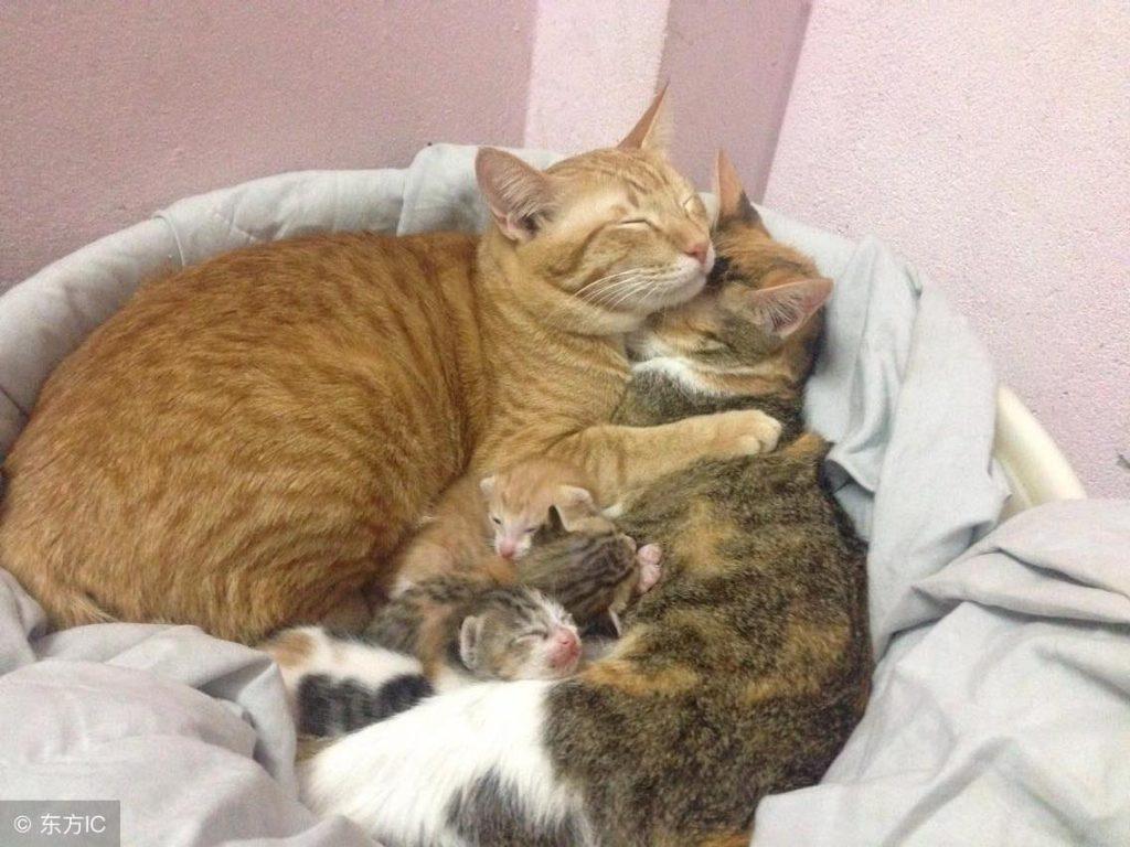 猫咪生孩子要注意什么?这四点需要做到(图4)