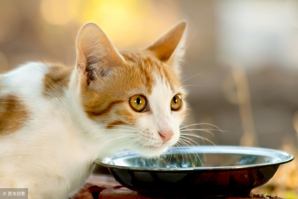 猫咪生孩子要注意什么?这四点需要做到(图6)