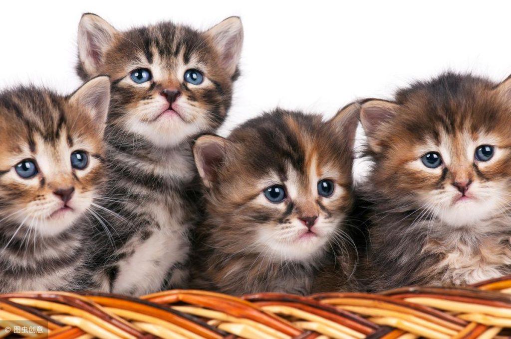 猫咪生孩子要注意什么?这四点需要做到(图7)
