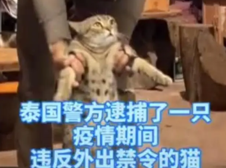 因晚上不睡觉而被警方逮捕的猫咪走红网络,笑哭一众网友(图1)