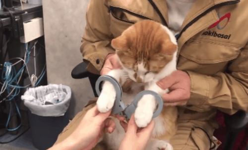 因晚上不睡觉而被警方逮捕的猫咪走红网络,笑哭一众网友(图2)