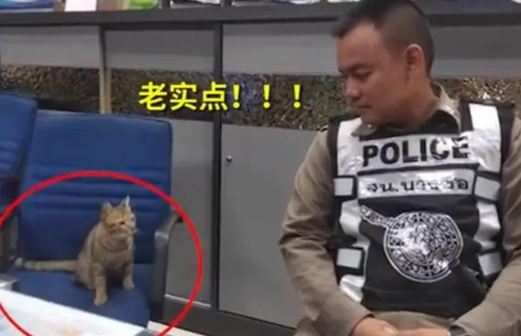 因晚上不睡觉而被警方逮捕的猫咪走红网络,笑哭一众网友(图3)