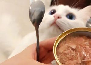 猫咪吃罐头需要注意的事有什么?关于猫罐头的选择(图1)