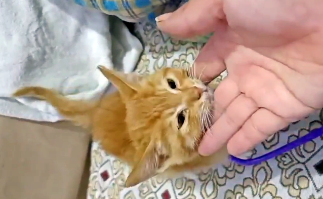 网购的宠物猫,被关箱子里断水断粮好几天,即将去喵星前她出现了(图2)