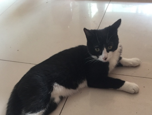 猫猫换牙时候不喜欢吃饭怎么办?了解下猫咪换牙时的知识(图1)