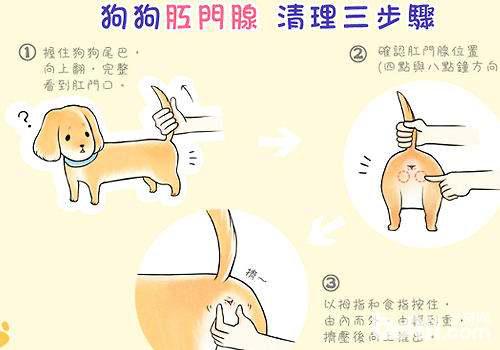 狗狗的基础护理有哪些(图1)