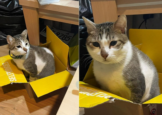 为挽回女友,男子用滚水烫猫,猫咪强撑11天告别人世(图1)