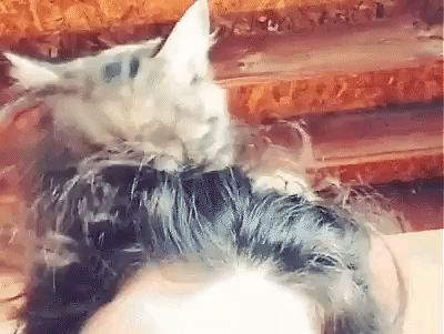 猫咪意外中毒?如何拯救它们?3个步骤一起拯救猫命(图1)