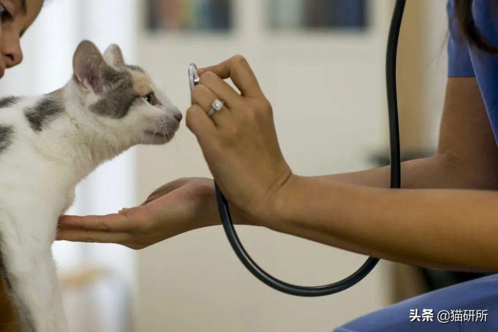 猫咪意外中毒?如何拯救它们?3个步骤一起拯救猫命(图4)