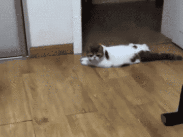 猫咪意外中毒?如何拯救它们?3个步骤一起拯救猫命(图2)