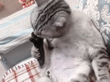 猫咪意外中毒?如何拯救它们?3个步骤一起拯救猫命(图3)