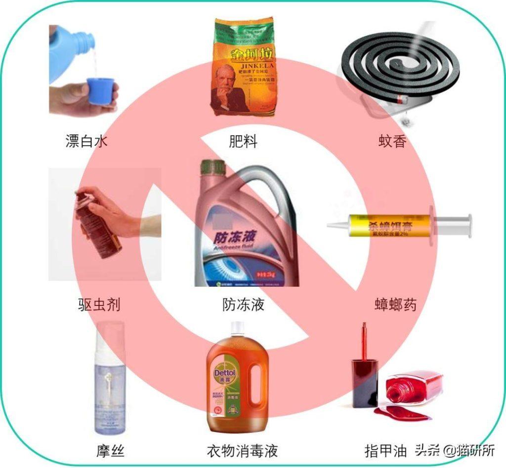 猫咪意外中毒?如何拯救它们?3个步骤一起拯救猫命(图8)