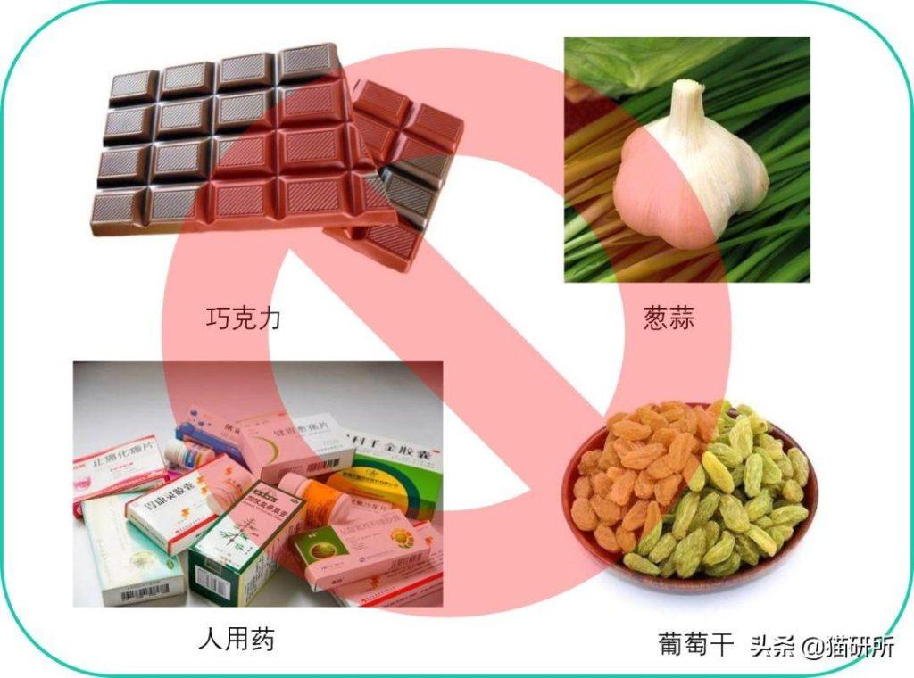 猫咪意外中毒?如何拯救它们?3个步骤一起拯救猫命(图10)