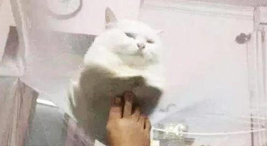 防止猫咪睡床,安装了蚊帐,结果让人傻眼!(图1)