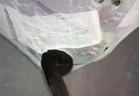 防止猫咪睡床,安装了蚊帐,结果让人傻眼!(图2)
