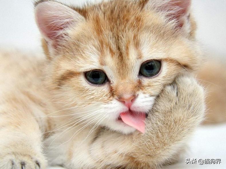 正确饲养小猫的方法,补充你的养宠盲点,它可是要陪你好久的(图3)