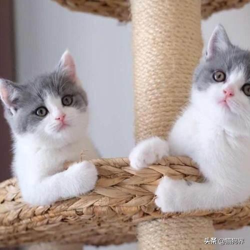 正确饲养小猫的方法,补充你的养宠盲点,它可是要陪你好久的(图1)