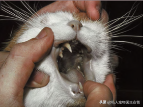 怎么抢救中毒猫咪?得先知道猫中毒后的主要表现症状,附有急救措施(图3)