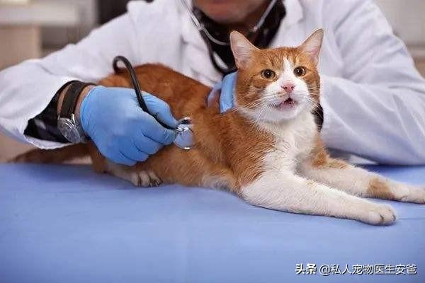 怎么抢救中毒猫咪?得先知道猫中毒后的主要表现症状,附有急救措施(图4)