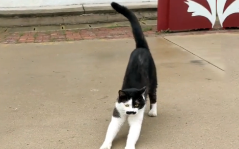 那只被人类伤害,失去两只前爪的流浪猫,被救后依然选择信任人类(图2)