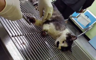 那只被人类伤害,失去两只前爪的流浪猫,被救后依然选择信任人类(图6)