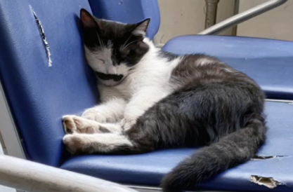 那只被人类伤害,失去两只前爪的流浪猫,被救后依然选择信任人类(图3)