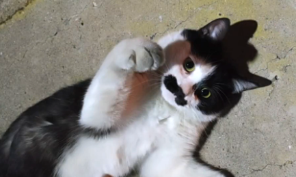 那只被人类伤害,失去两只前爪的流浪猫,被救后依然选择信任人类(图4)