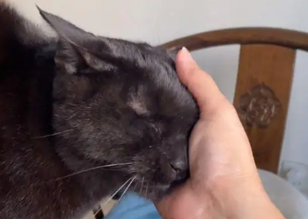 猫咪爱喝水龙头的水,却总是只开不关(图1)