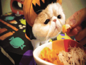 猫一顿饭要吃多少才够营养?猫咪每天一个罐头够吗?(图1)