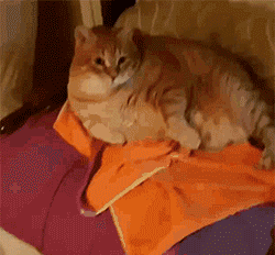 猫一顿饭要吃多少才够营养?猫咪每天一个罐头够吗?(图6)