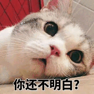 猫一顿饭要吃多少才够营养?猫咪每天一个罐头够吗?(图8)