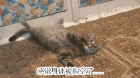 猫一顿饭要吃多少才够营养?猫咪每天一个罐头够吗?(图9)