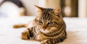 为什么狸花猫在国外会受追捧?狸花猫的优点有什么?(图3)