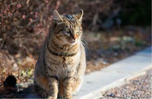 为什么狸花猫在国外会受追捧?狸花猫的优点有什么?(图5)